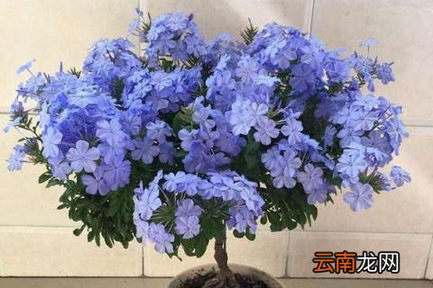 蓝雪花过冬需要修剪吗