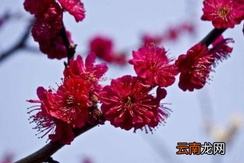 乌梅和朱砂梅哪个更红