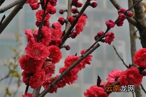 乌梅和朱砂梅哪个更红