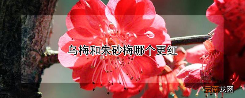 乌梅和朱砂梅哪个更红