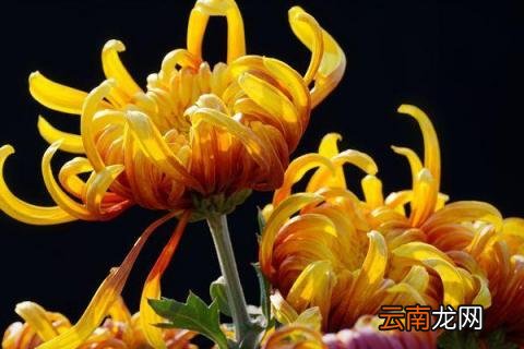 菊花的施肥与管理