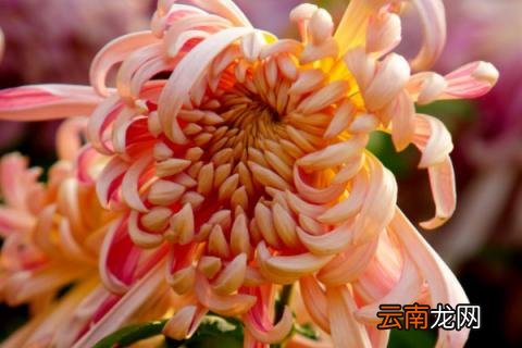 菊花的施肥与管理