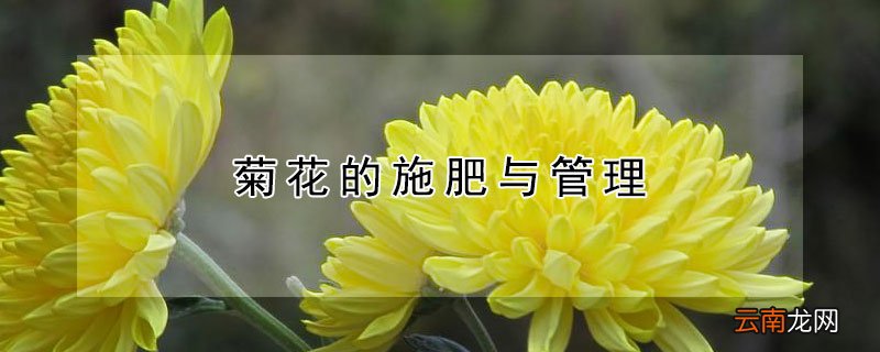 菊花的施肥与管理