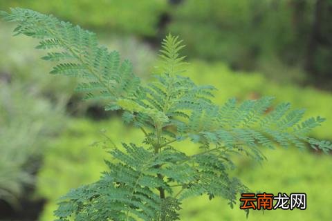 蓝花楹叶子发黄是什么原因