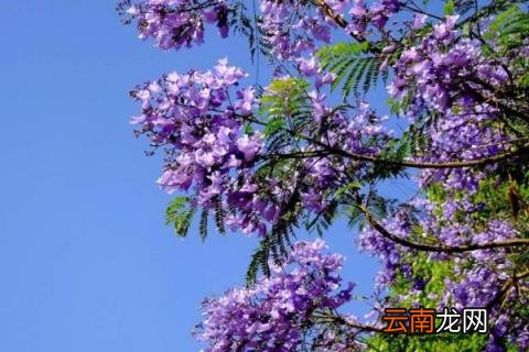 蓝花楹叶子发黄是什么原因