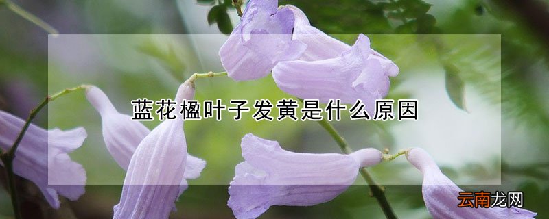 蓝花楹叶子发黄是什么原因