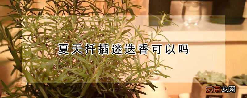 夏天扦插迷迭香可以吗