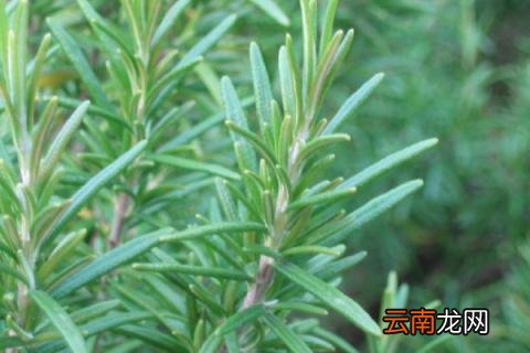 夏天扦插迷迭香可以吗