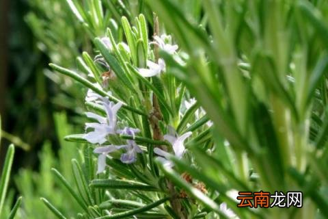 夏天扦插迷迭香可以吗