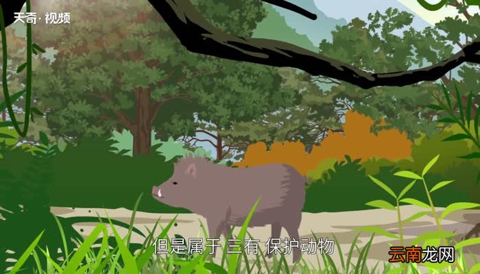 野猪是保护动物吗 野猪到底是不是国家保护动物