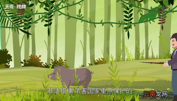 野猪是保护动物吗 野猪到底是不是国家保护动物
