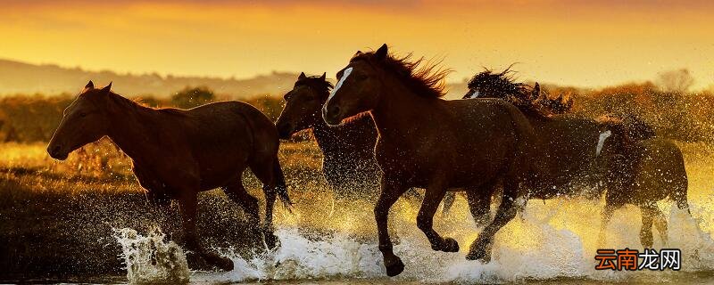 马说中心句 马说本文的中心句