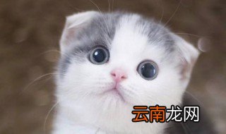 美国硬毛猫性格特征 美国硬毛猫性格特征介绍