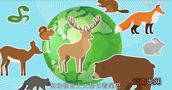 动物的尾巴有什么作用
