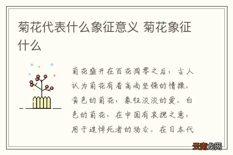 菊花代表什么象征意义 菊花象征什么