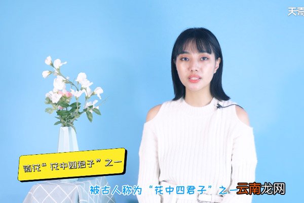 菊花代表什么象征意义 菊花象征什么