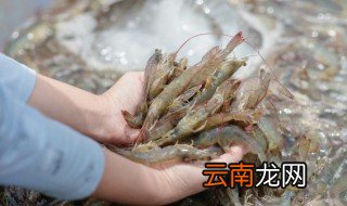 基围虾要煮多长时间才能熟 基围虾要煮多长时间