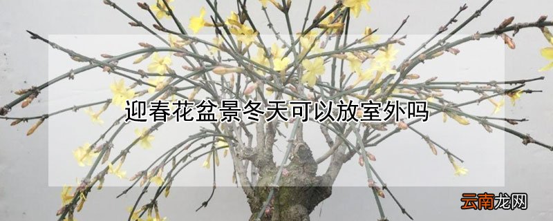 迎春花盆景冬天可以放室外吗