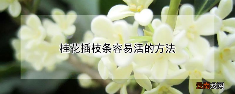 桂花插枝条容易活的方法