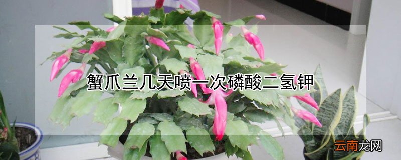 蟹爪兰几天喷一次磷酸二氢钾