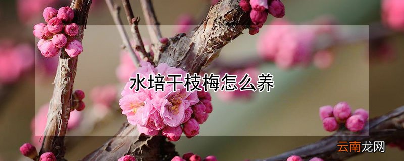 水培干枝梅怎么养