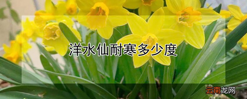 洋水仙耐寒多少度