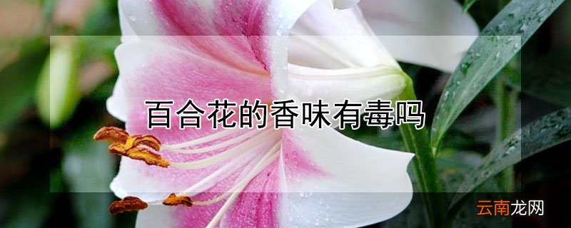 百合花的香味有毒吗