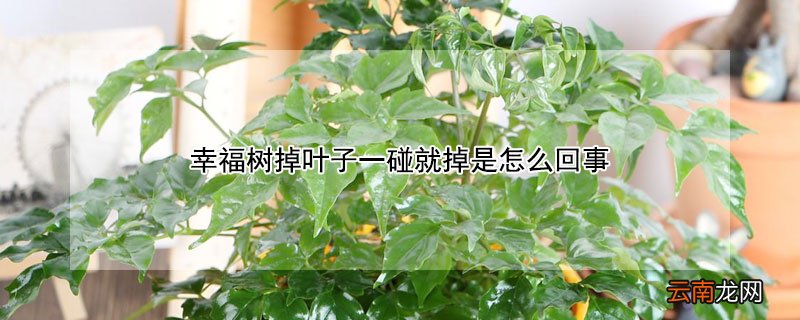 幸福树掉叶子一碰就掉是怎么回事