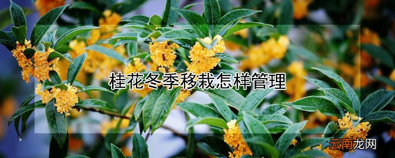 桂花冬季移栽怎样管理