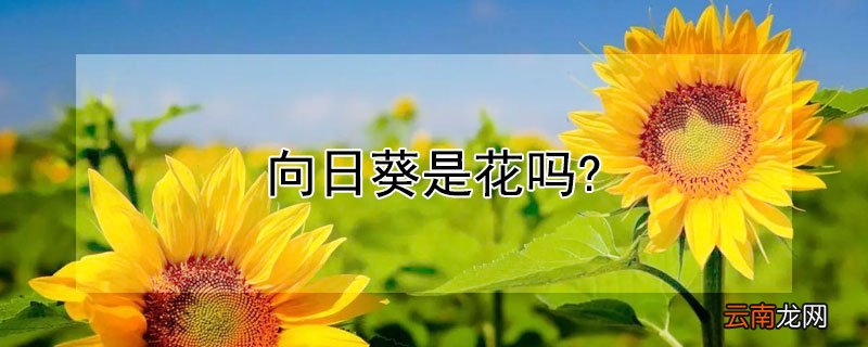 向日葵是花吗?