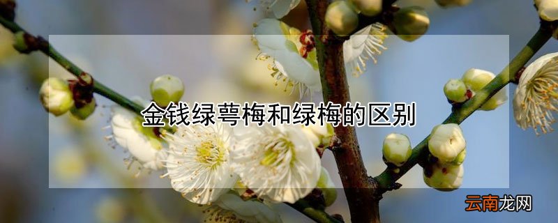 金钱绿萼梅和绿梅的区别