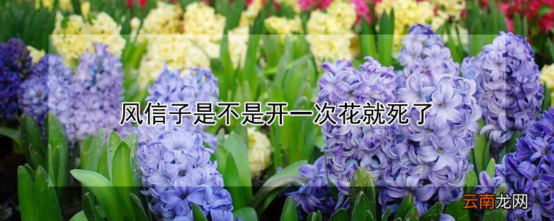 风信子是不是开一次花就死了