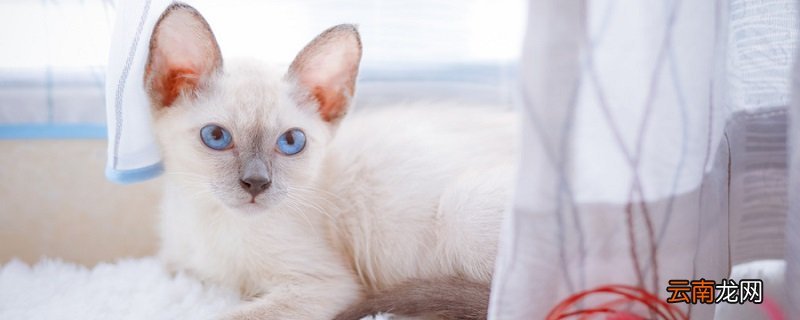 罗猫暹罗猫怎么读 罗猫暹罗猫该怎么读