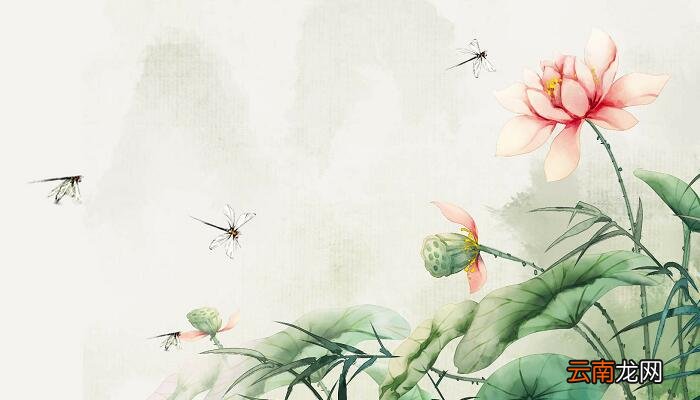 杨万里的小池写了哪四种景物 小池这首诗写了哪几种景物