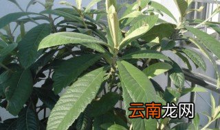 枇杷叶怎么晒干 枇杷叶怎么晒干保存