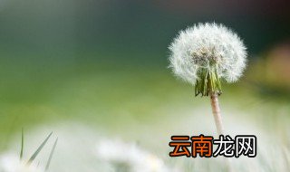 蒲公英怎么晒干最好 蒲公英晒干后怎么食用