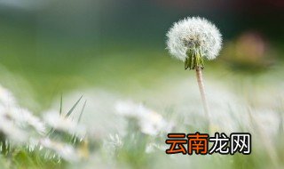 晒干蒲公英怎么泡茶喝 蒲公英怎样晒干泡茶喝