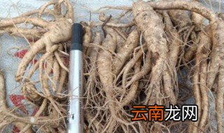 新鲜人参怎么晒干 新鲜人参怎么晒干过程