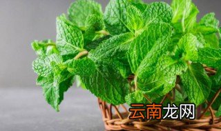 薄荷怎么晒干，薄荷怎么晒干的做法