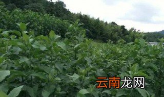 南非叶怎么晒干，南非叶能晒干来使用吗