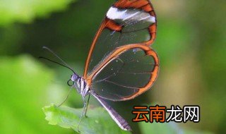 关于寒露的心情说说 寒露的心情语录