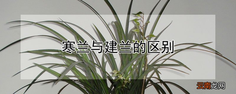 寒兰与建兰的区别