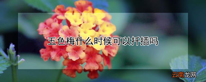 五色梅什么时候可以扦插吗