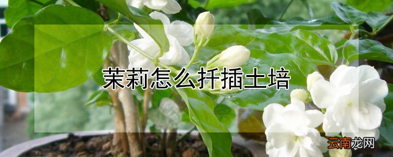 茉莉怎么扦插土培
