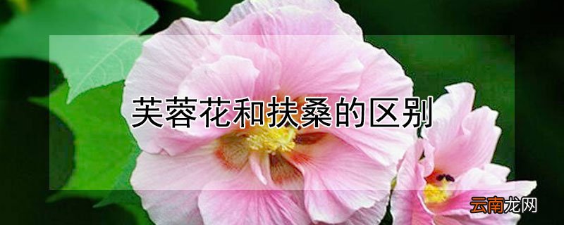 芙蓉花和扶桑的区别