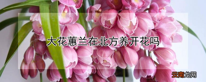 大花蕙兰在北方养开花吗
