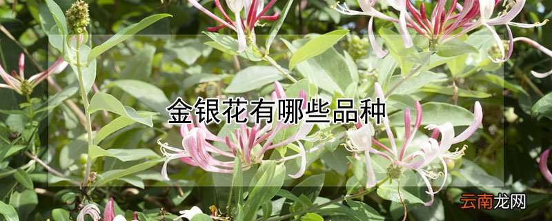 金银花有哪些品种