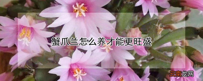 蟹爪兰怎么养才能更旺盛