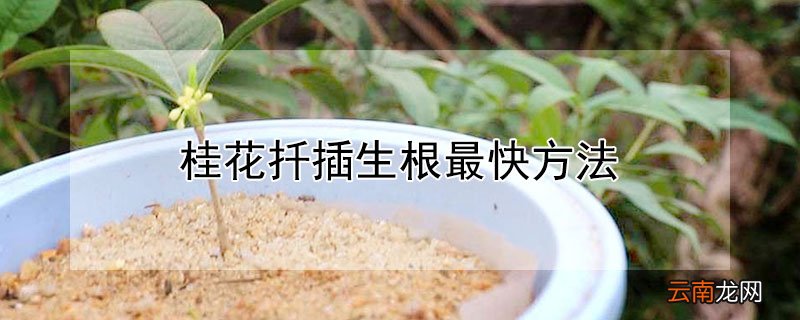 桂花扦插生根最快方法