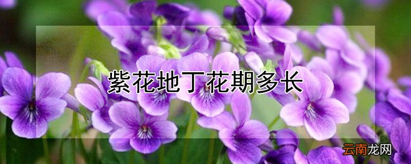 紫花地丁花期多长